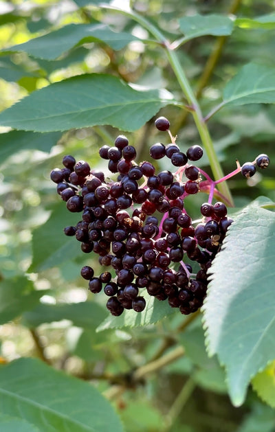 DIY Elderberry Elixir Recipe: For the Winter Ahead