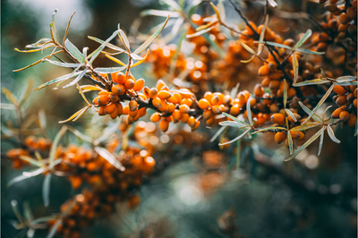 The Anti-Aging Benefits of Sea Buckthorn Oil