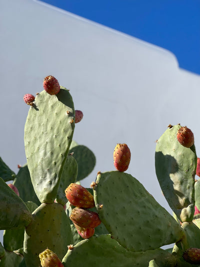 Prickly Pear Seed Oil: Key Benefits For Skin