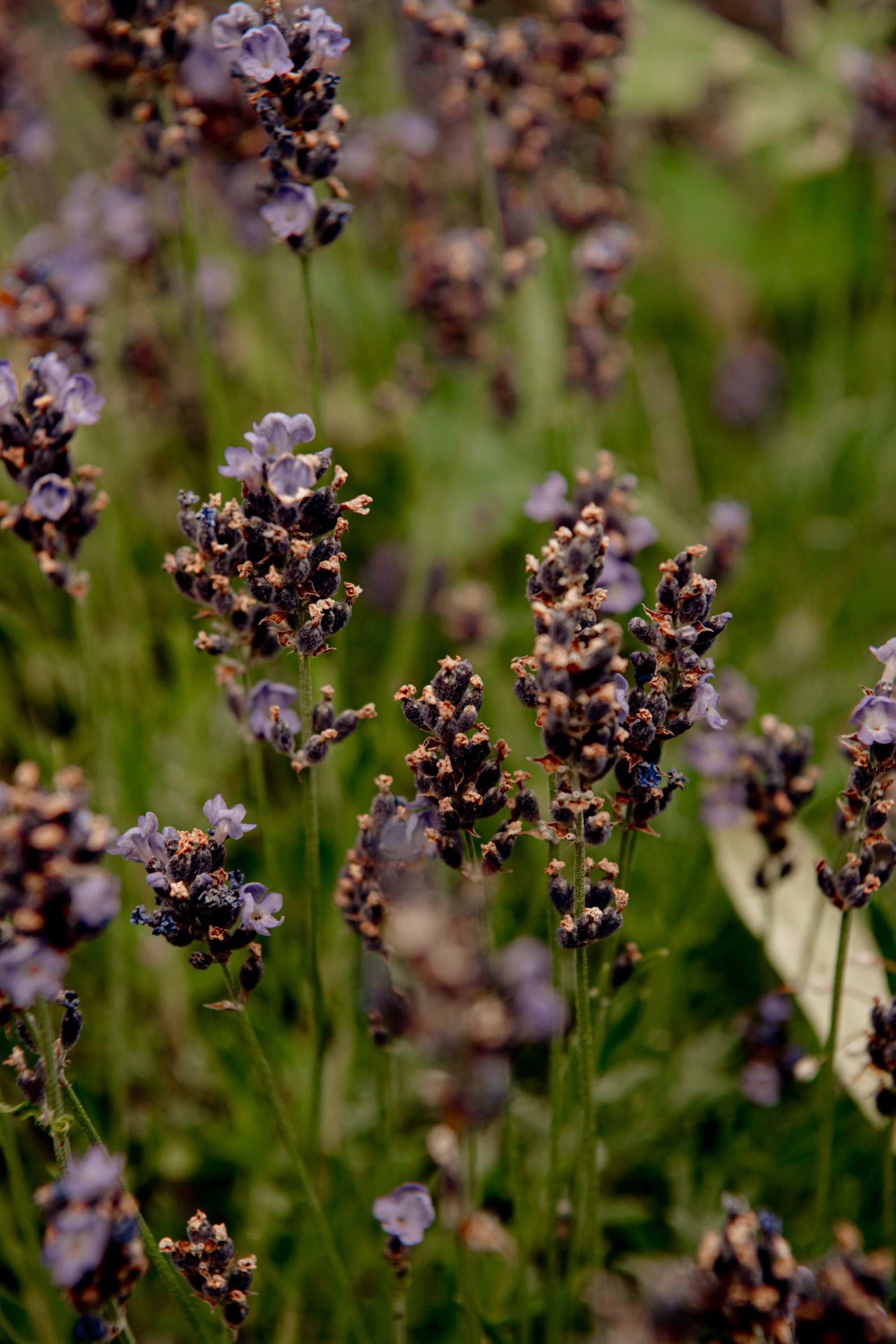 Non-Toxic Deodorant – Wild Carrot Herbals