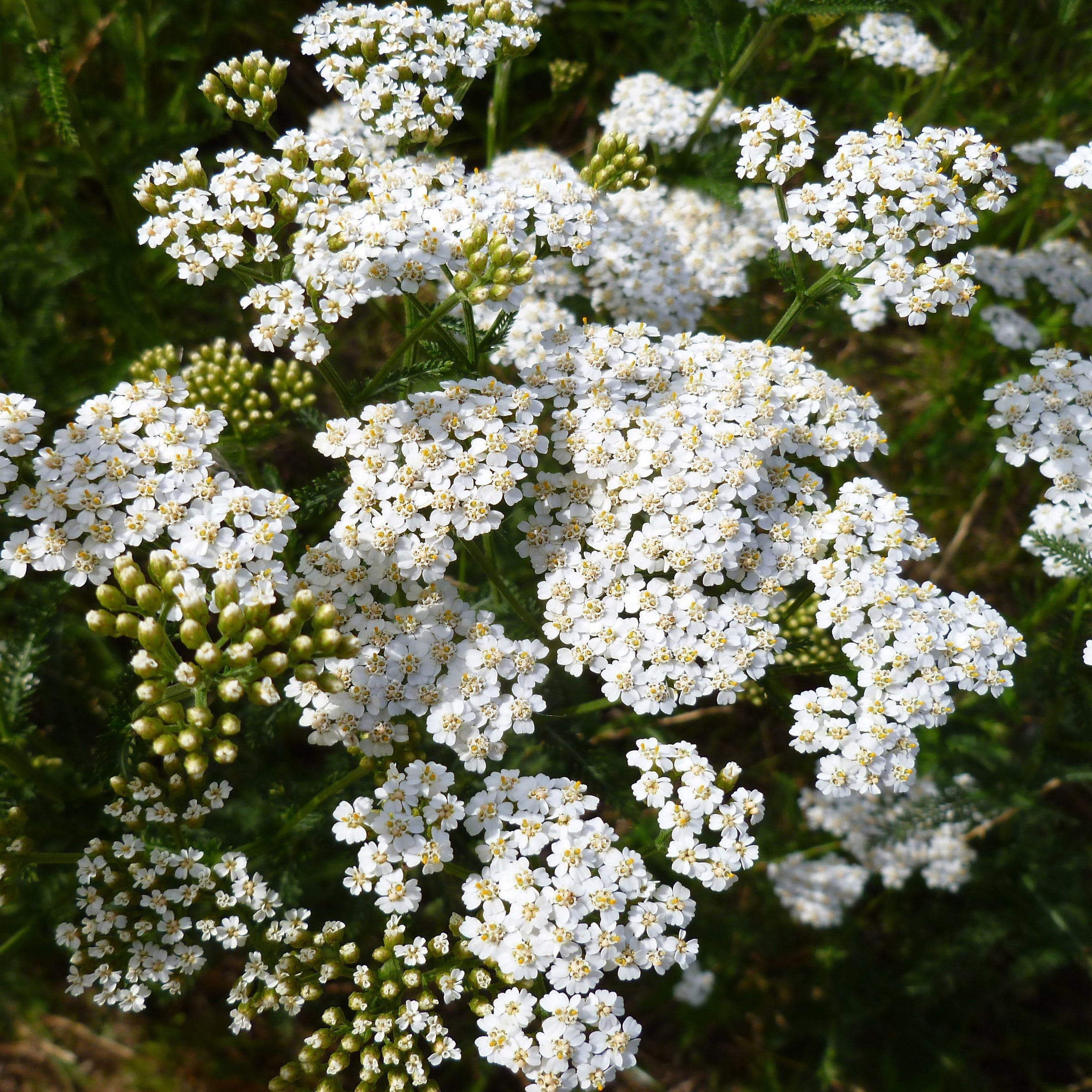 Yarrow