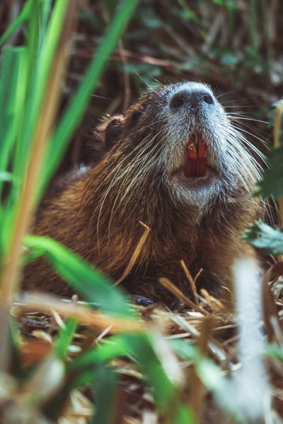 The Brilliance of Beavers and Their Role in Preventing Wildfires