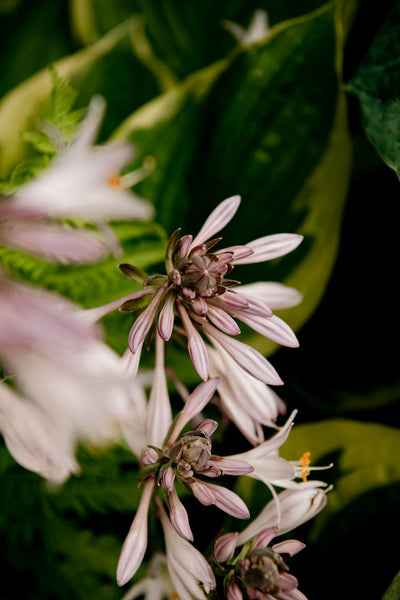 Natural Cosmetics