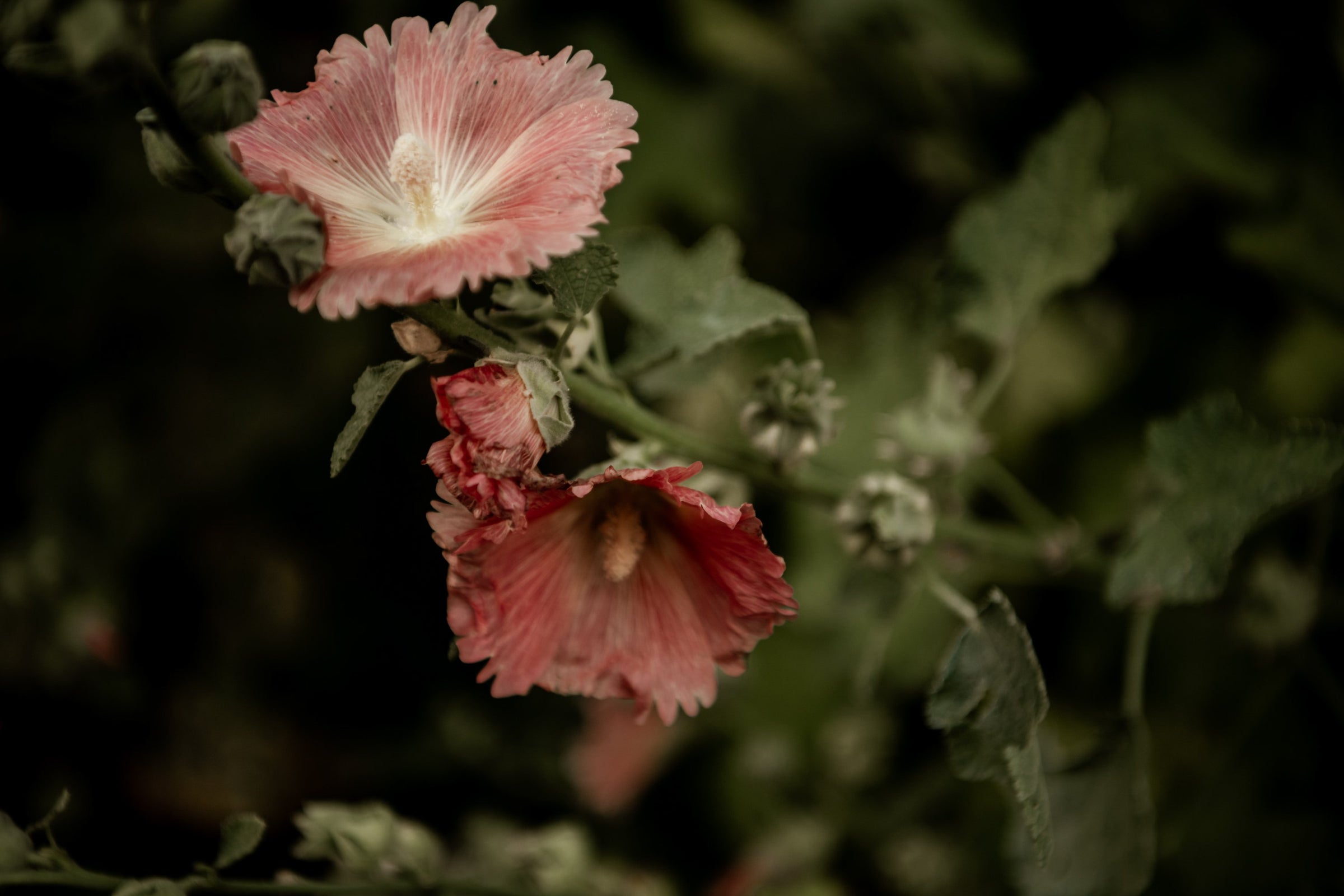 Softening