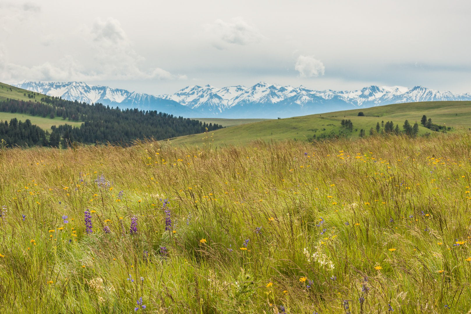 Prairie