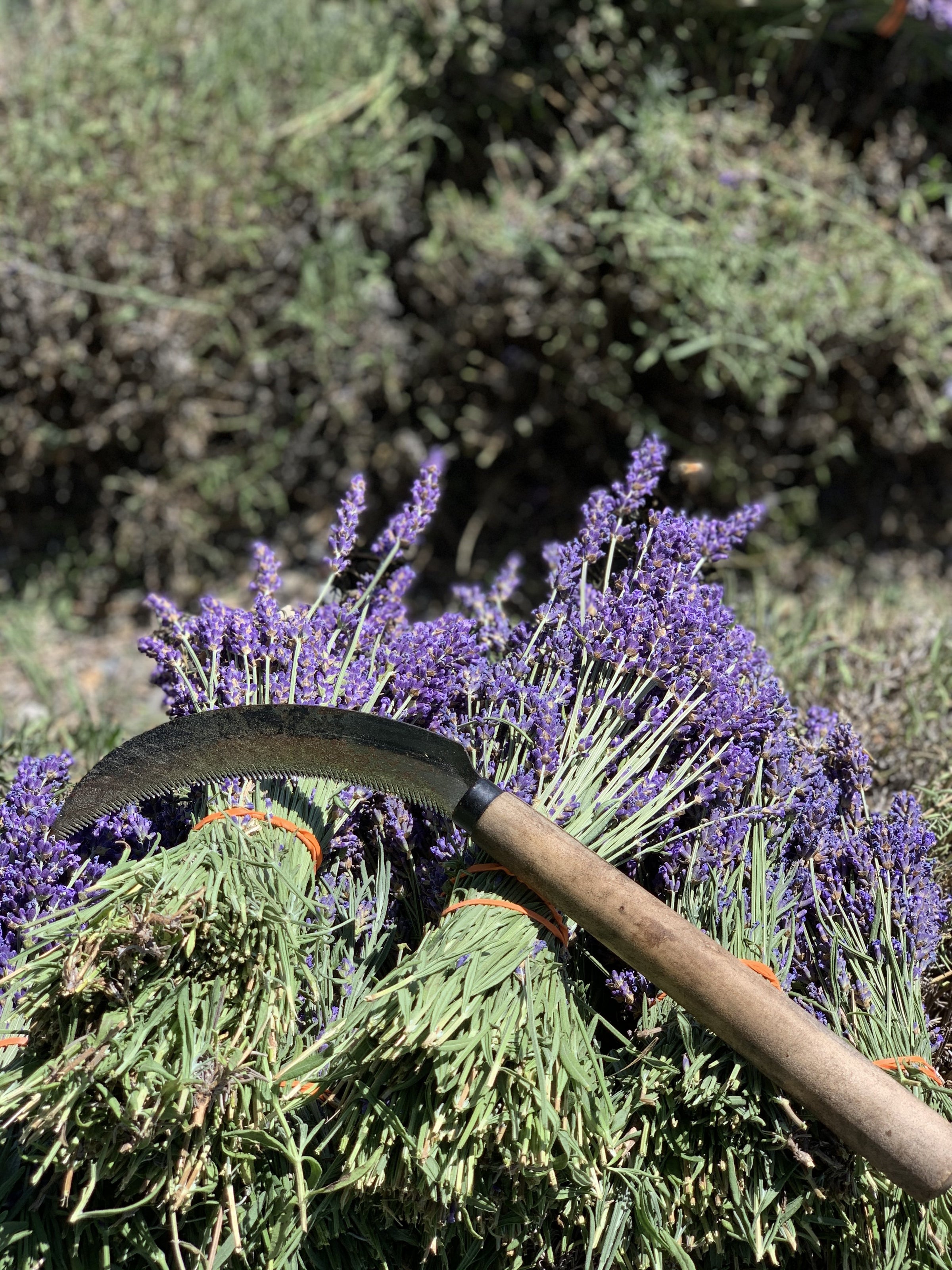 Lavender