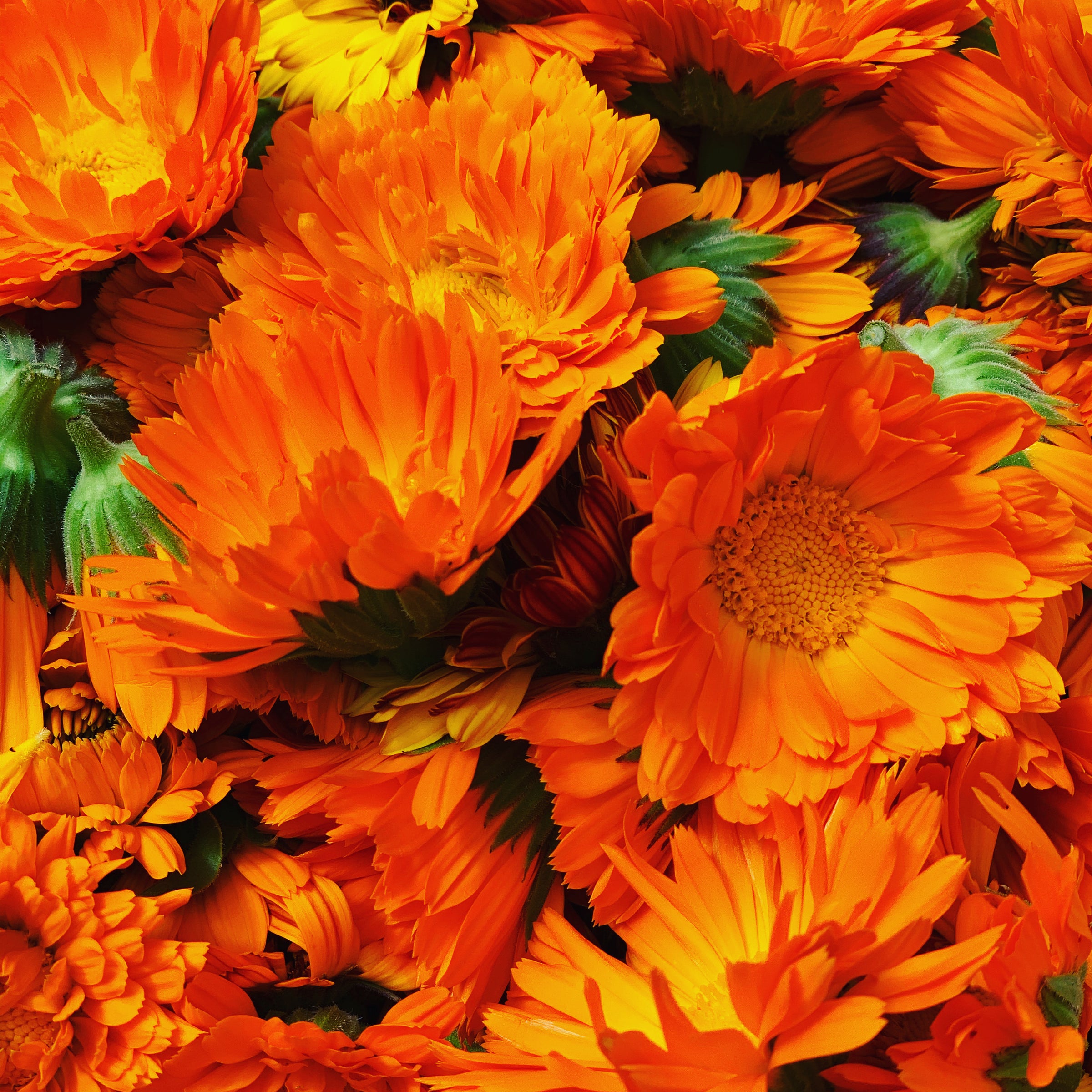Calendula