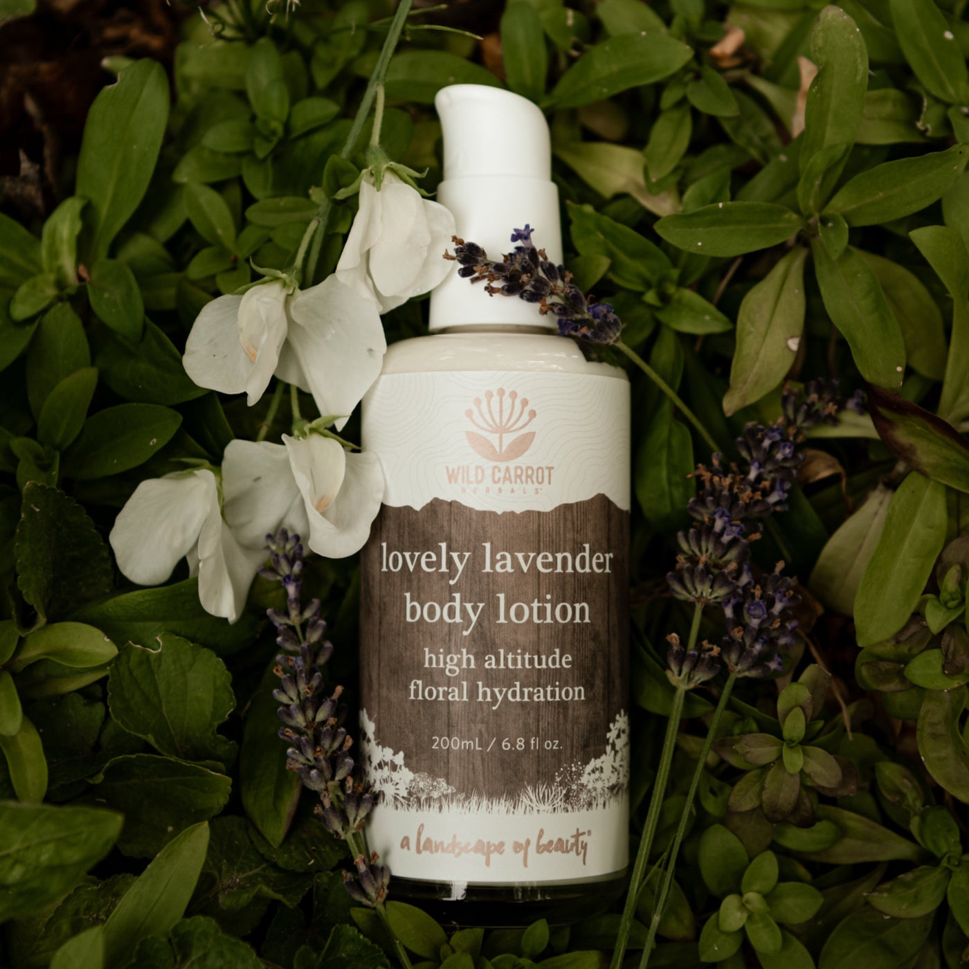 Lovely Lavender Body Lotion – Wild Carrot Herbals