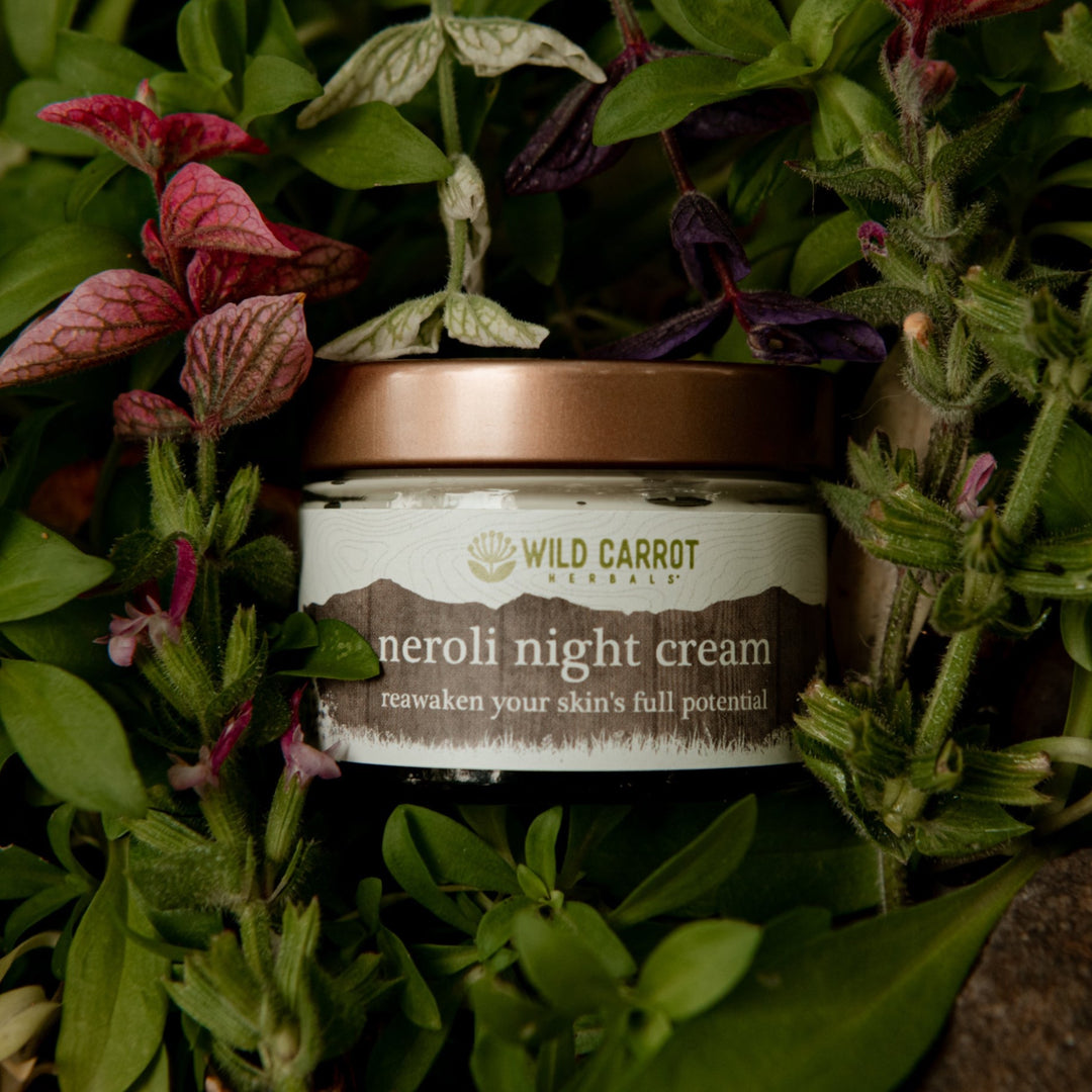 Neroli Night Cream – Wild Carrot Herbals